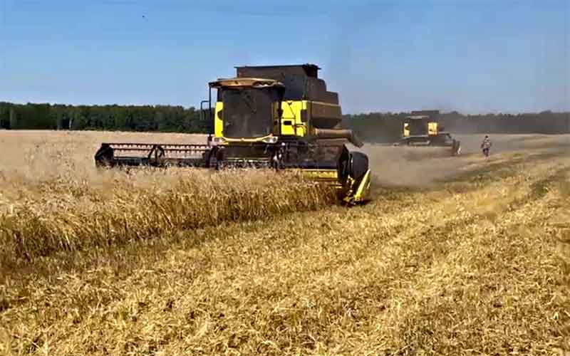 В сельхозпредприятии «Заря» планируют собрать 19 500 тонн зерна