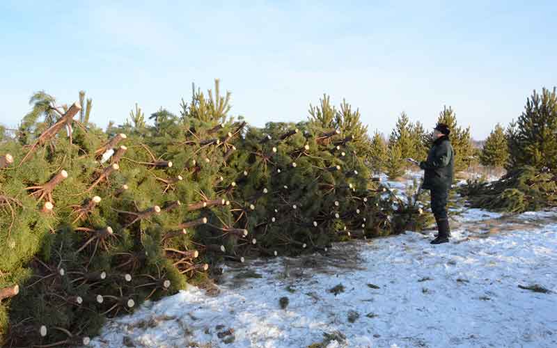 В Челябинской области усилили контроль за рубкой хвойных деревьев