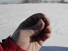 Один из осколков упавшего на Челябинскую область метеорита был найден в районе озера Чебаркуль - находка принадлежит к классу обыкновенных хондритов
