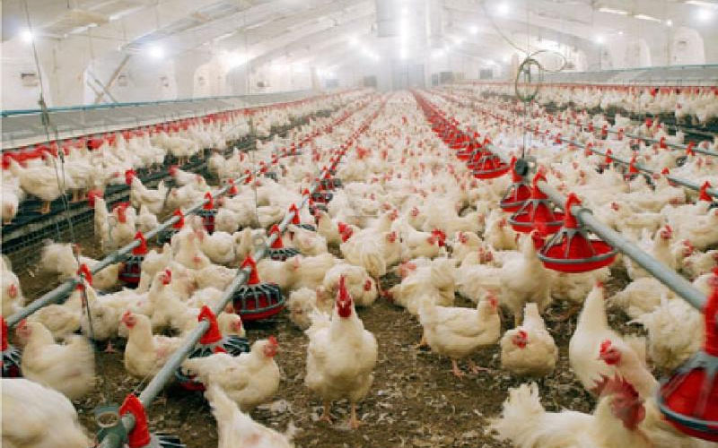 В Челябинскую область не пускают продукцию птицеводства из Казахстана