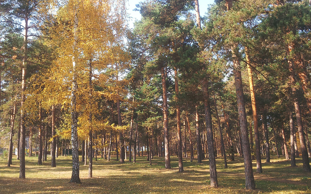 Каштакский бор челябинск фото