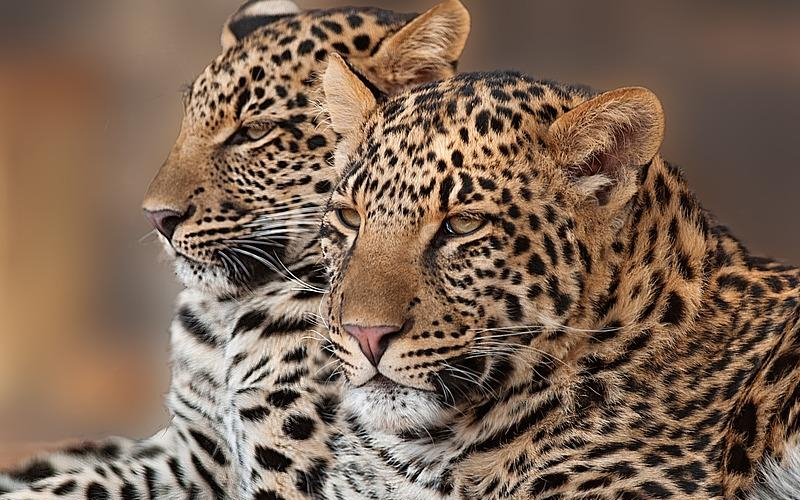 Ученые обнаружили причину гибели леопардов в Сочи