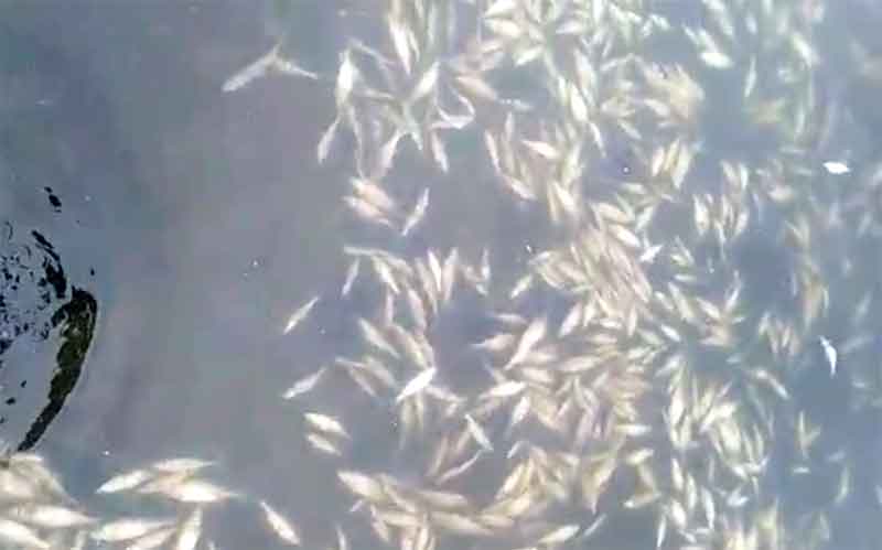 На озере Касарги массово гибнет рыба