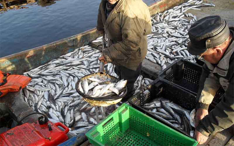 Госдума РФ приняла поправки в закон об аквакультуре