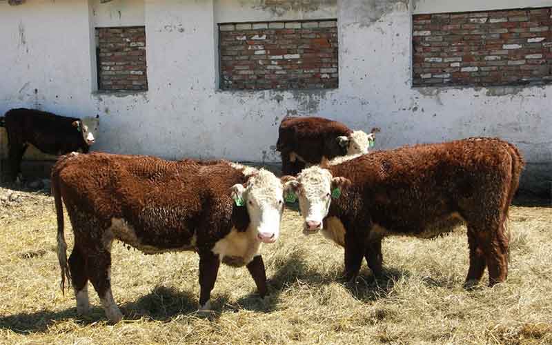 Агрофирма «Калининская» нарушила правила содержания крупного рогатого скота