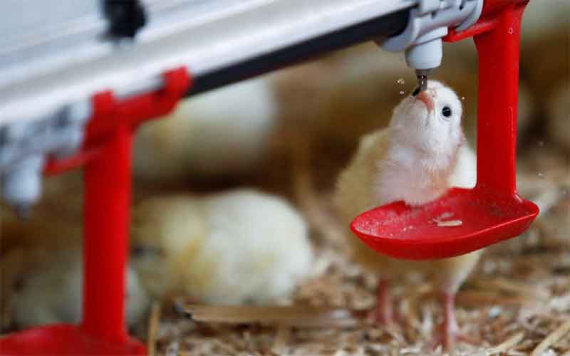Франция с 2022 года изменит правила уничтожения цыплят петушков