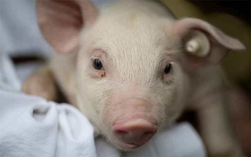 В Германии дикие кабаны заражают АЧС свиней на фермах 