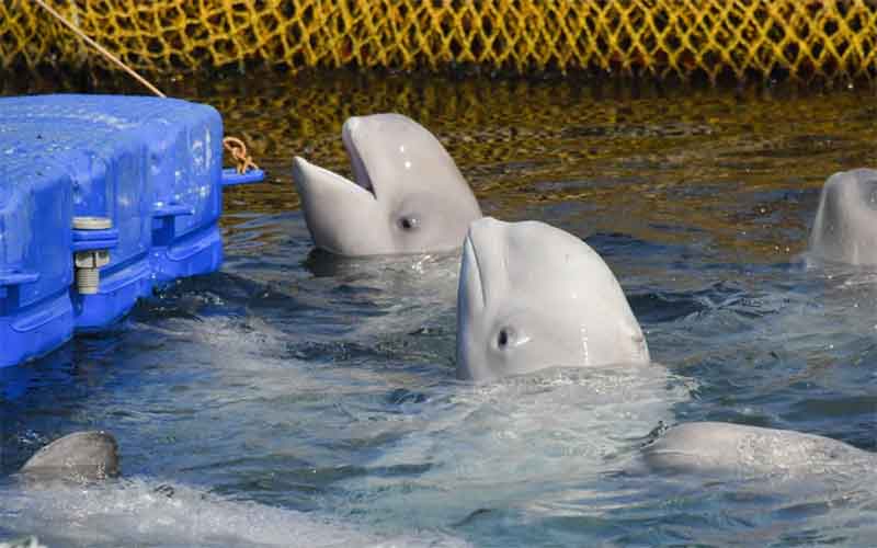 Введен запрет на вывоз китов, дельфинов и морских свиней за пределы России