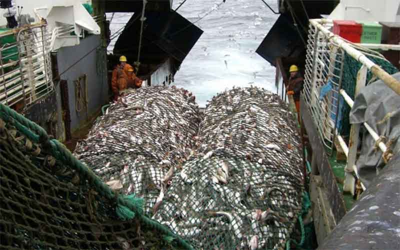 В промышленном рыболовстве России повысят налоговые ставки
