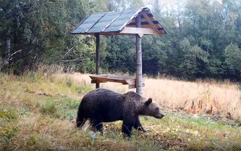 Таганайские медведи по достоинству оценили подарки садоводов