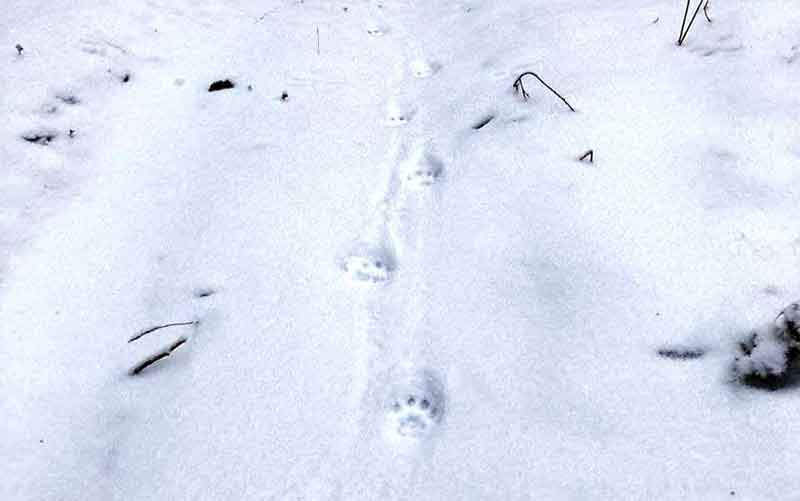 В районе Киалима зафиксировали следы крупного волка