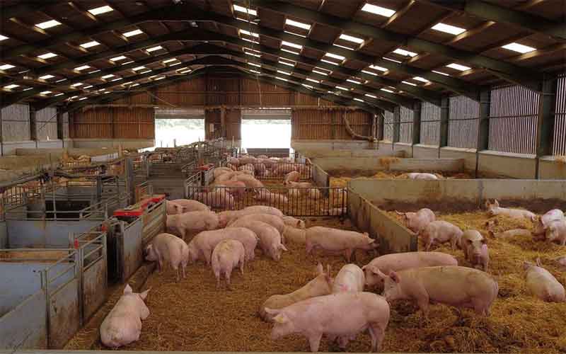 Свиноводство Великобритании после Brexit потеряло 10% племенного стада