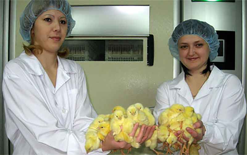 Продажа цыплят населению на Рависе начнется 11 апреля