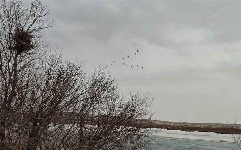 Лебеди-шипуны вернулись на реку Большая Караганка