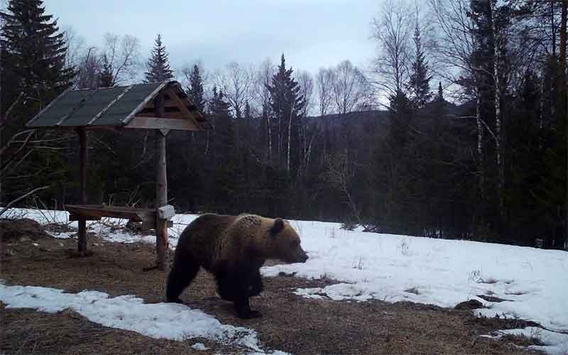 Выйдя из спячки медведь проверил подкормочную площадку для птиц
