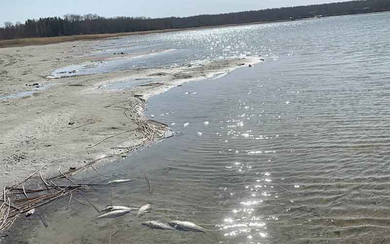 На озере Песчаное Челябинской области погиб карп