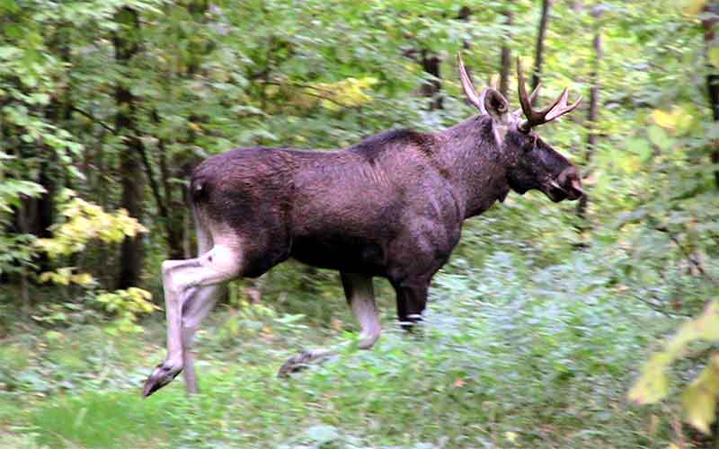 За незаконную охоту на лося на Южном Урале браконьеры заплатили штраф