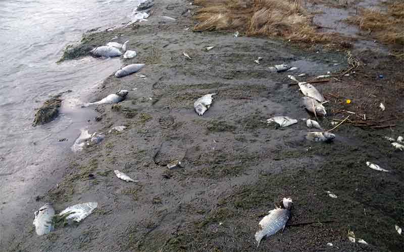 Кто должен убирать и утилизировать погибшую в ходе замора рыбу? 