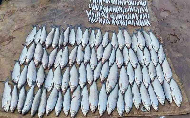На реке Северная Сосьва выявляют факты незаконной добычи сиговых видов рыб
