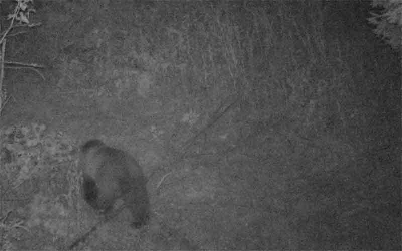 Туристам рекомендуют не ходить в темноте по Таганаю из-за медведей