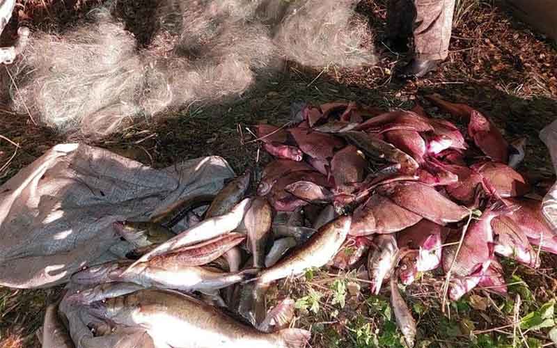 На озере Синара задержали браконьеров с 95 кг судака и леща