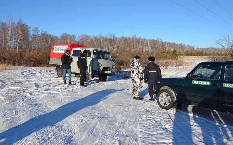 В Челябинской области усилили контроль за рубкой хвойных деревьев 