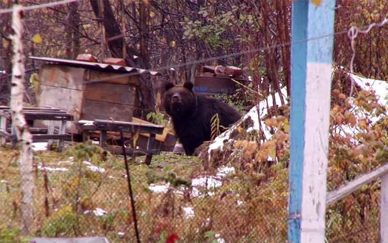 Сонные медведи представляют опасность для Кемеровской области 