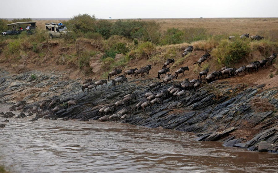Миграция антилоп гну в Кении проходит без иностранных туристов