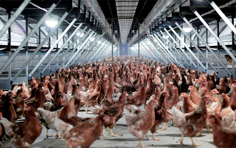 Голландским птицефабрикам угрожает птичий грипп