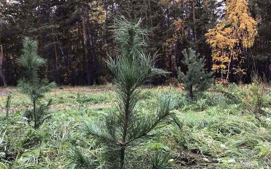 Почти 1,5 млн деревьев высадили в Челябинской области в 2020 году