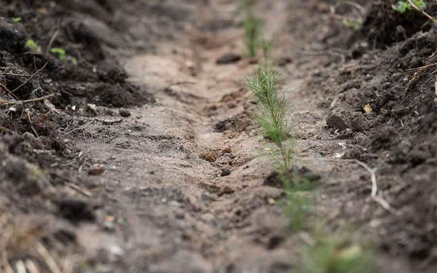 В Челябинской области высадили более 820 тысяч деревьев 
