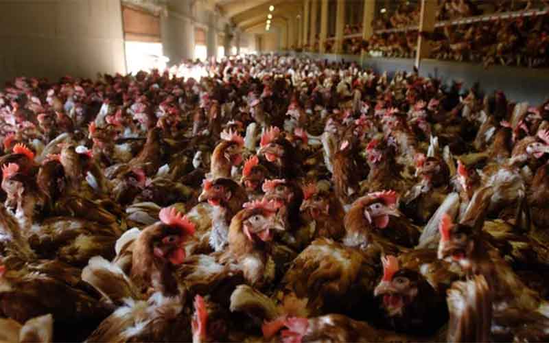 Россия ограничила ввоз продукции птицеводства из Евросоюза