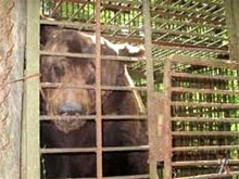 Бурый медведь, проживающий рядом с придорожным кафе под Саткой переедет в новое комфортное жилище