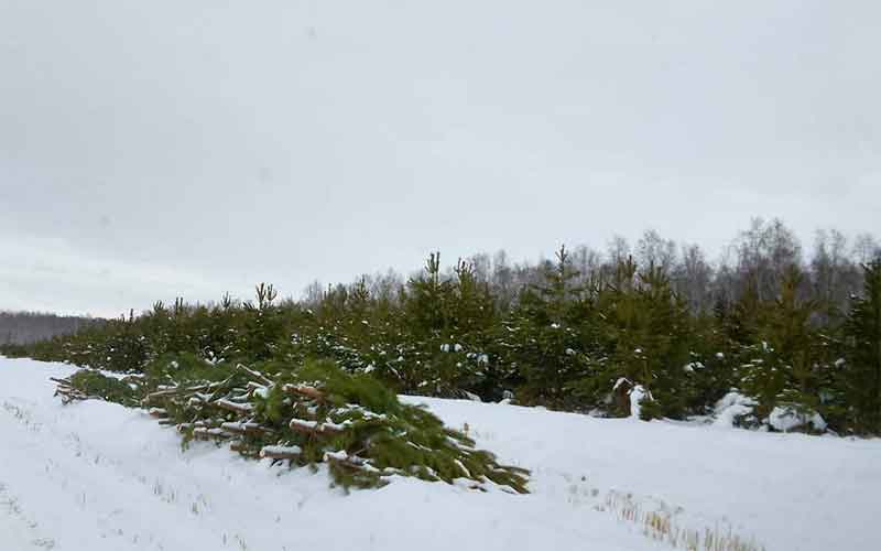 В Челябинской области выявляют незаконные рубки хвойных деревьев