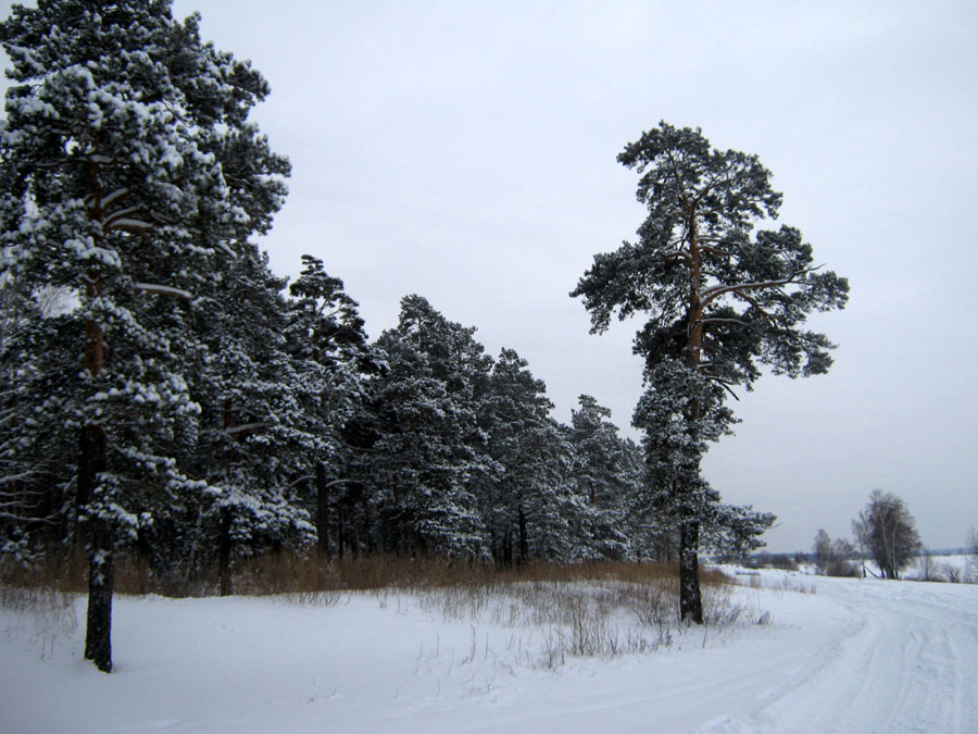 Челябинский бор зимой (фото Куделенского Олега, Челябинск)