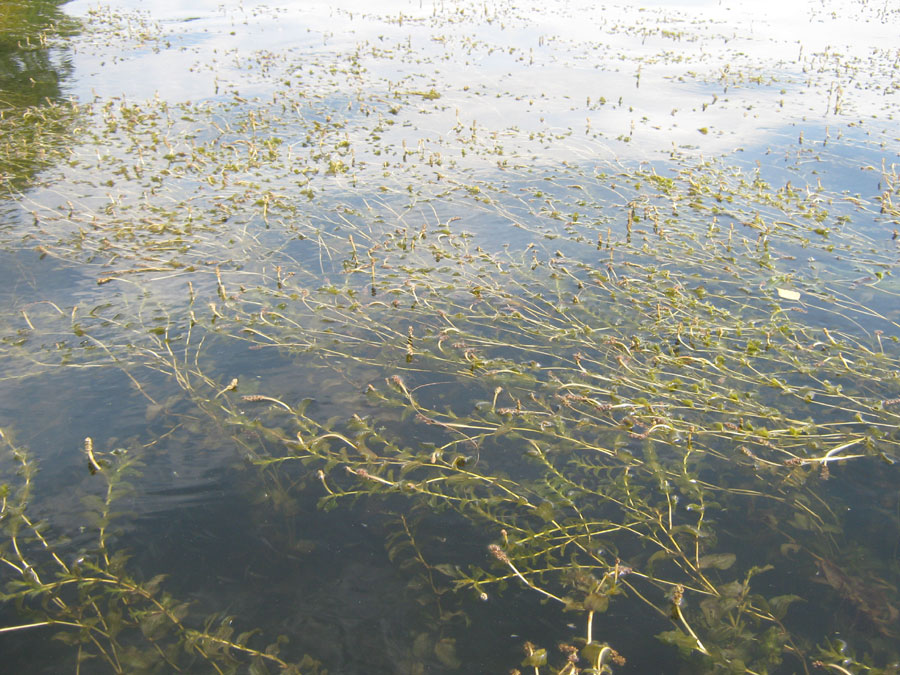 Аргази, заросли водной растительности (фото Куделенского Олега, Челябинск)