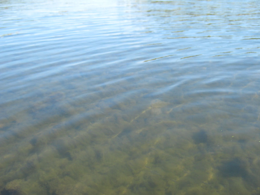 Озеро Аргази, вода в заливах (фото Куделенского Олега, Челябинск)