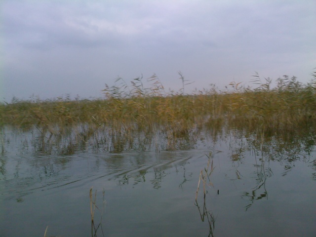 Озеро Урефты. Нырок ондатры (фото Куделенского Олега, Челябинск)