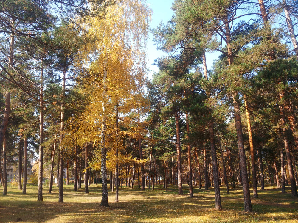 Гагарина челябинск. Парк Гагарина Челябинск лес. Парк Гагарина Челябинск площадь. Челябинск парк Гагарина Лесная зона. Деревья в парке Гагарина Челябинск.