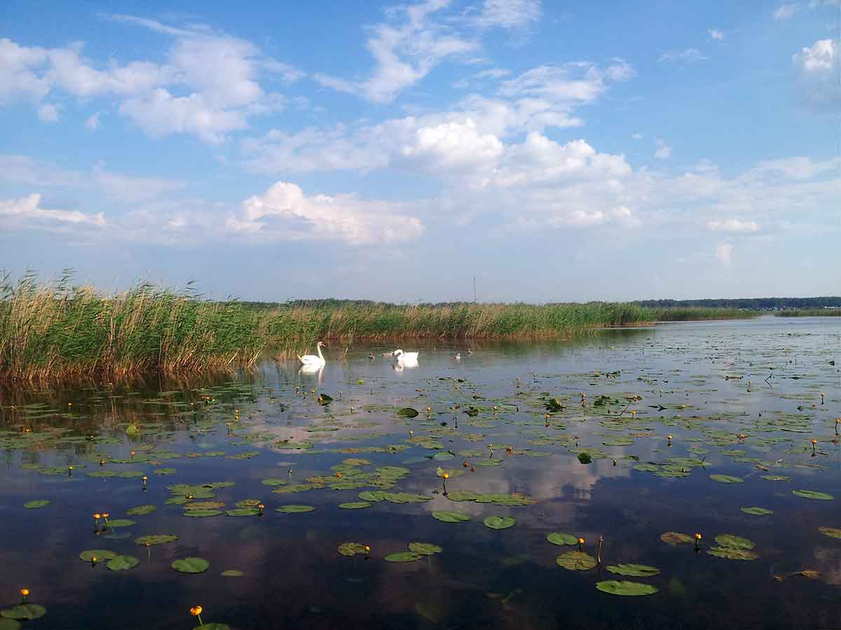 Лебеди-шипуны, озеро Малый Кременкуль (фото Куделенского Олега, Челябинск)