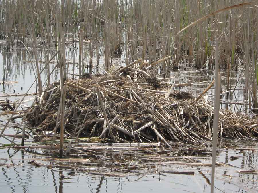 Хатка ондатры на озере Шеломенцево (фото Куделенского Олега)