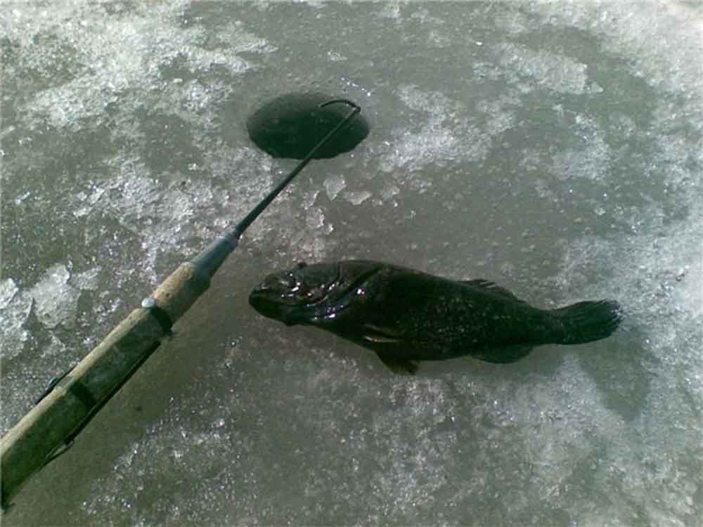 Ловля ротана со льда (фото Городчикова Александра, Екатеринбург)