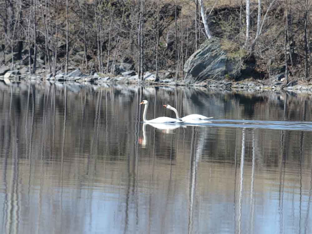 Лебеди на озере Иртяш (фото Владимира Зеленова. г. Озерск)
