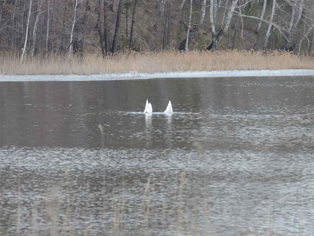 Лебеди. Озеро Кривое (фото Владимира Зеленова. г. Озерск)