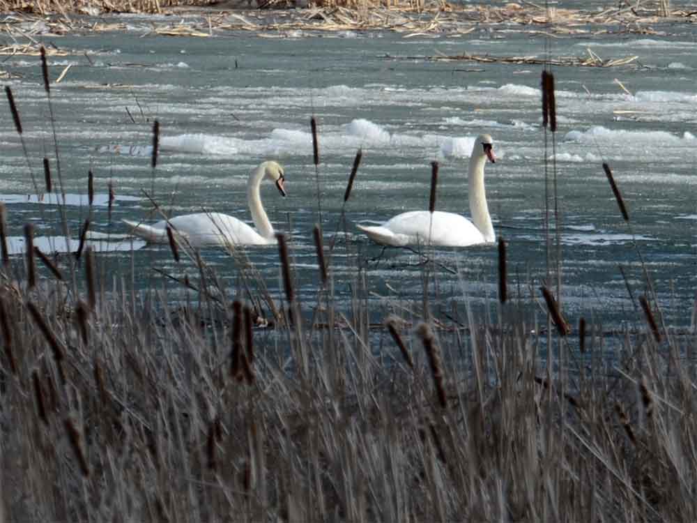 Озеро Татыш. Лебеди (фото Владимира Зеленова. г. Озерск)